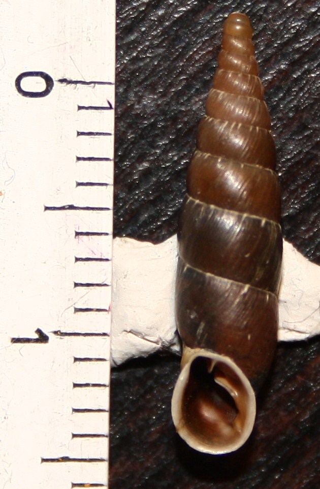 Clausiliidae da identificare